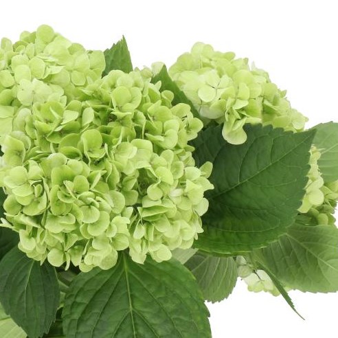 HYDRANGEA CLASSIC IVOOR