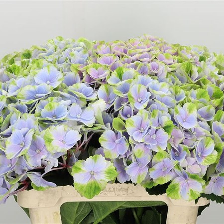 HYDRANGEA CLOUD LAVENDER