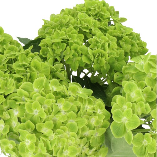 HYDRANGEA CLOVER