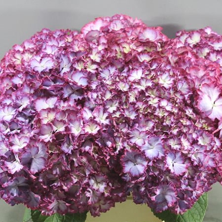 HYDRANGEA COLOUR DREAM