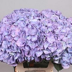 HYDRANGEA DA VINCI