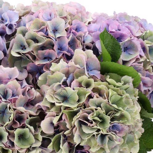 HYDRANGEA DAZZLE CANDY CLASSIC