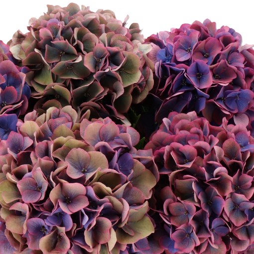 HYDRANGEA DAZZLE GLOW CLASSIC