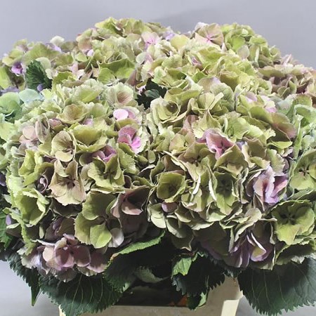 HYDRANGEA ELBTAL CLASSIC