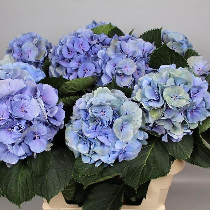 HYDRANGEA ELBTAL CLASSIC BLUE