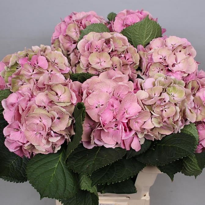 HYDRANGEA ELBTAL CLASSIC PINK