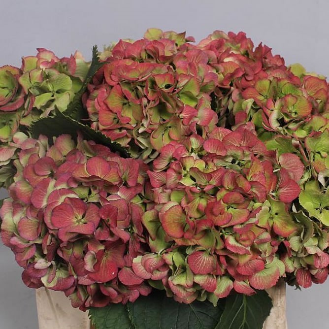 HYDRANGEA ELBTAL CLASSIC RED