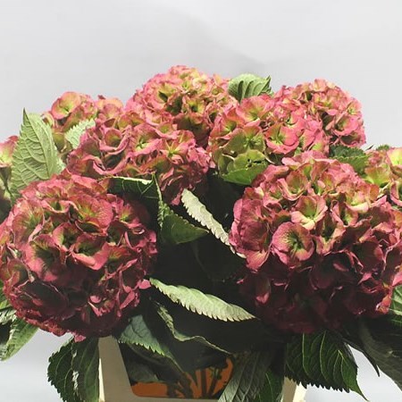 HYDRANGEA ELBTAL CLASSIC VUURBAAK