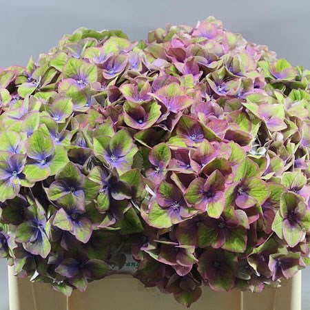 HYDRANGEA ESPERANCE