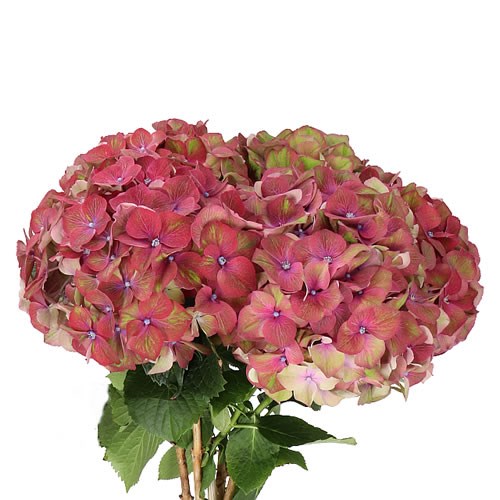 HYDRANGEA ESPERANCE