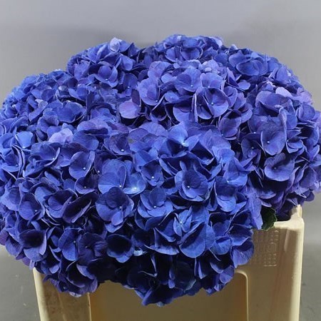 HYDRANGEA FABULOUS ANNE