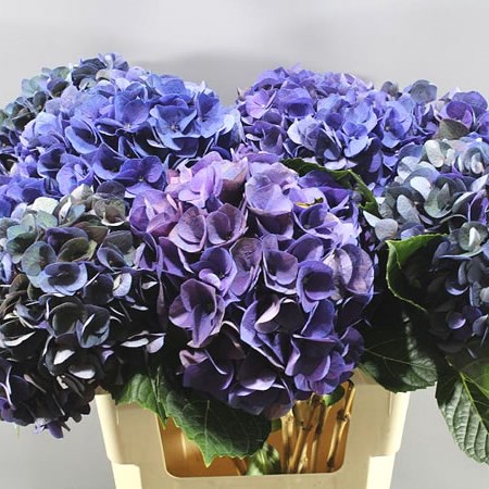 HYDRANGEA FABULOUS ANNE CLASSIC
