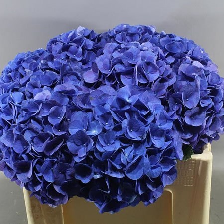 HYDRANGEA FABULOUS ANNE DARK BLUE