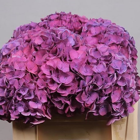 HYDRANGEA FABULOUS DEVINE