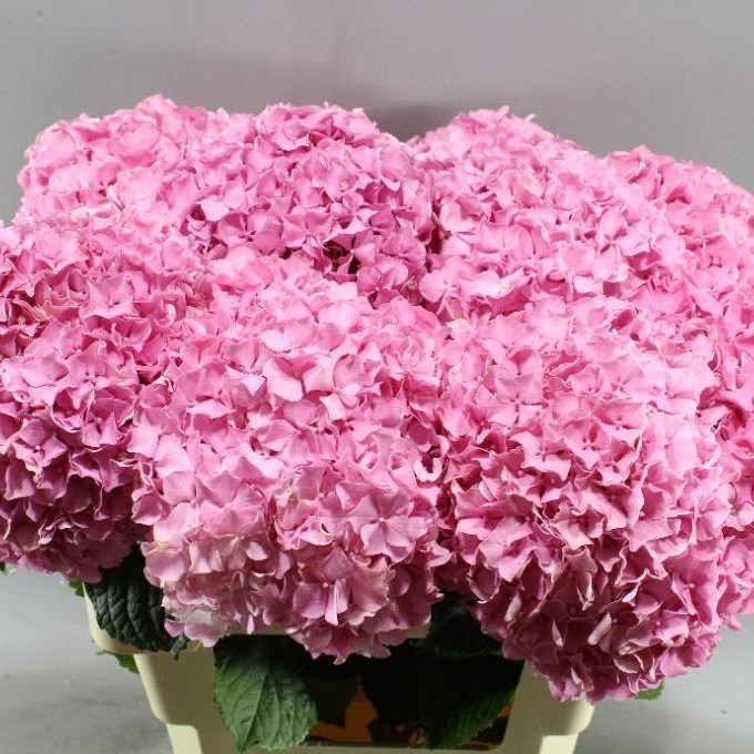HYDRANGEA FABULOUS PINK LAGOON