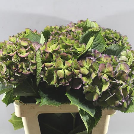 HYDRANGEA GEMINI PURPLE CLASSIC