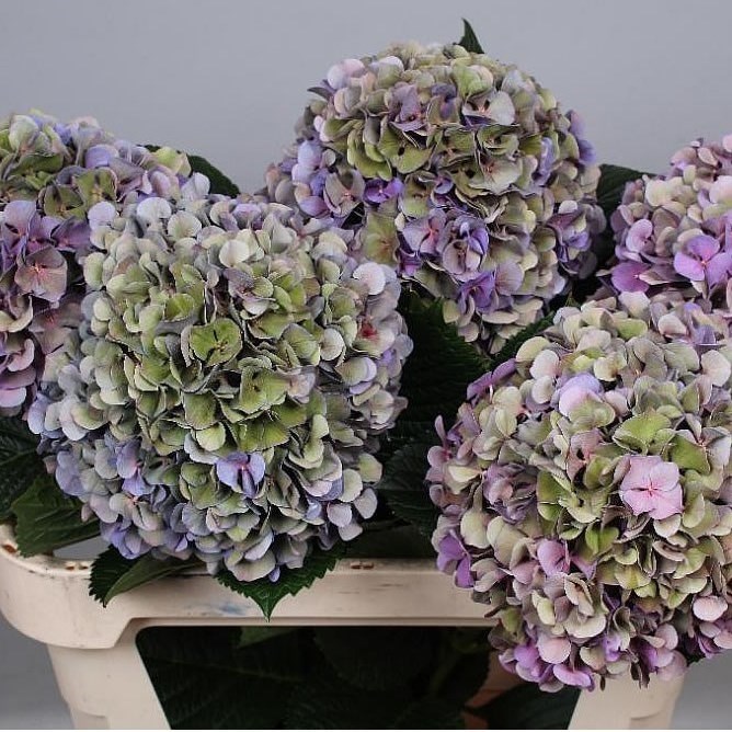 HYDRANGEA GLOWING ALPS CLASSIC PURPLE