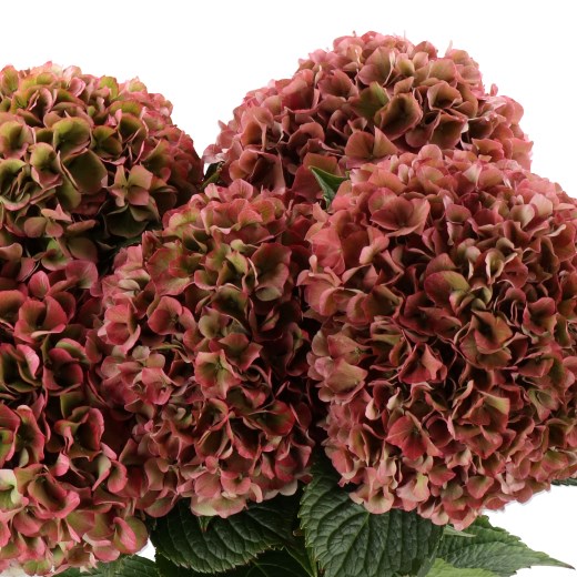 HYDRANGEA GLOWING ALPS OLD PINK/RED CLASSIC