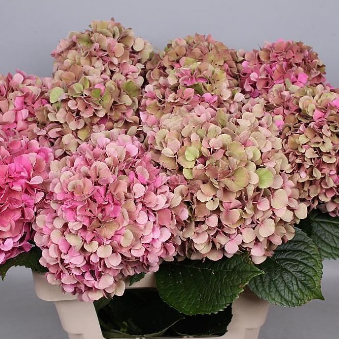 HYDRANGEA GLOWING ALPS PINK CLASSIC