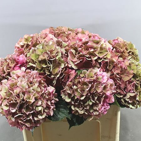 HYDRANGEA GLOWING ALPS PINK CLASSIC