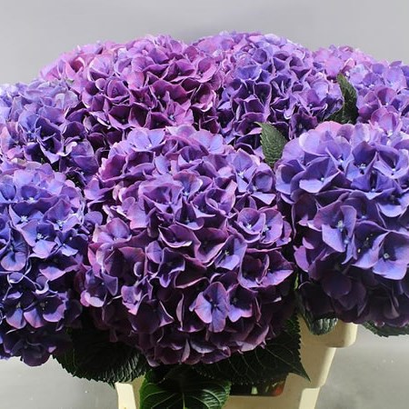 HYDRANGEA GLOWING ALPS PURPLE