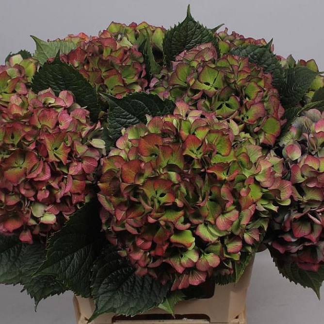 HYDRANGEA GREEN/BURGUNDY