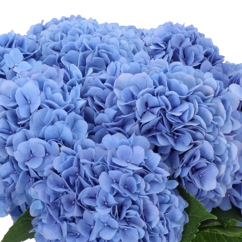 HYDRANGEA HILDE MOORHOF