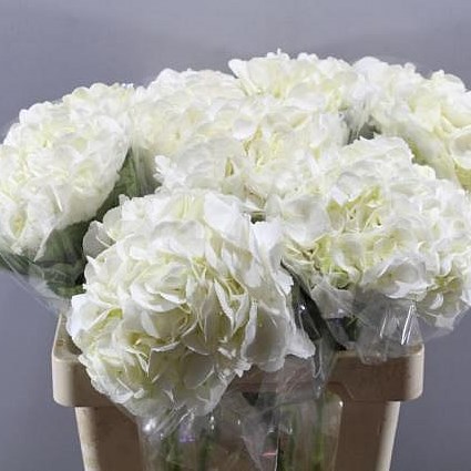 HYDRANGEA ICE AGE
