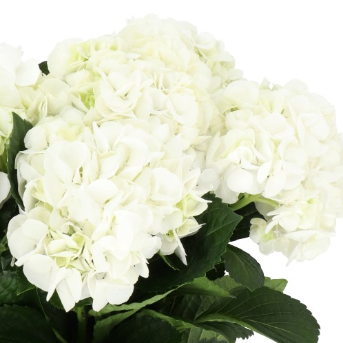 HYDRANGEA IVOOR