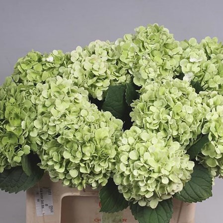 HYDRANGEA IVORY CLASSIC