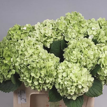 HYDRANGEA IVORY CLASSIC