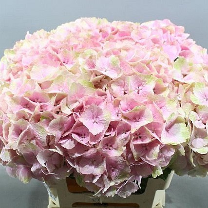 HYDRANGEA JERSEY