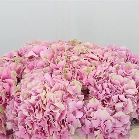 HYDRANGEA JULIETTE