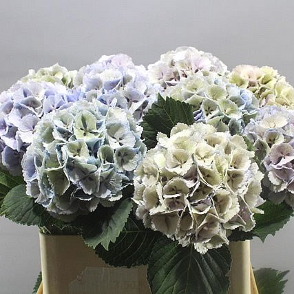 HYDRANGEA LOLLY POP CLASSIC LAVENDER