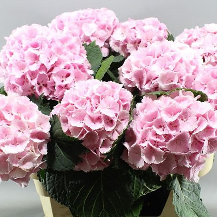 HYDRANGEA LOLLY POP PINK