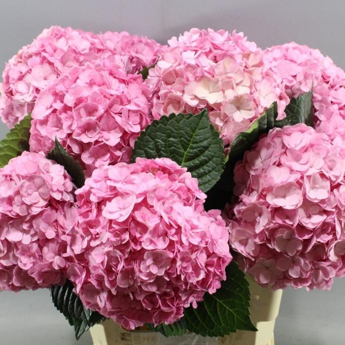 HYDRANGEA MAGICAL ADORA