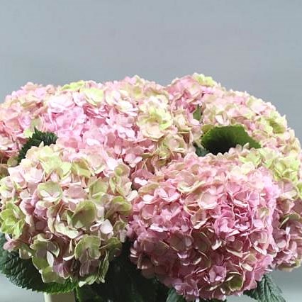 HYDRANGEA MAGICAL ADORA CLASSIC CHAMPAGNE