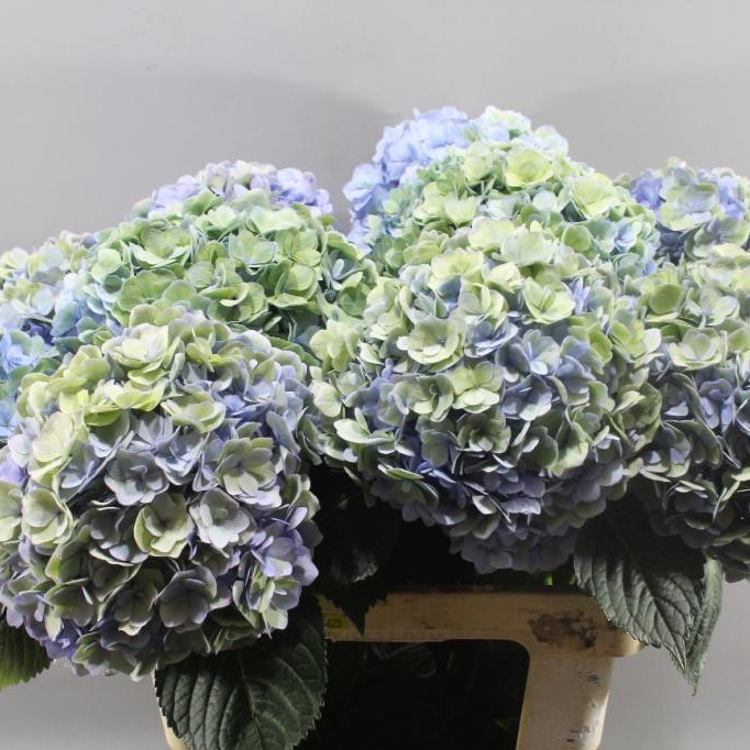 HYDRANGEA MAGICAL ADORA CLASSIC LAVENDER