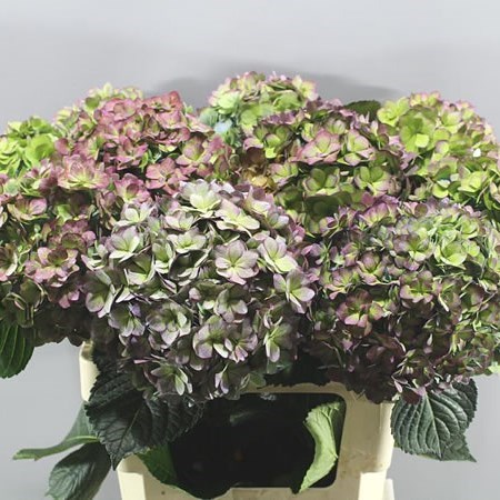 HYDRANGEA MAGICAL ADORA CLASSIC PURPLE