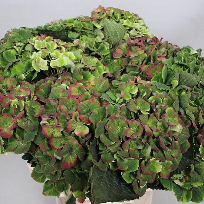 HYDRANGEA MAGICAL AMETHYST CLASSIC GREEN