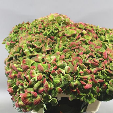HYDRANGEA MAGICAL AMETHYST GREEN/RED CLASSIC