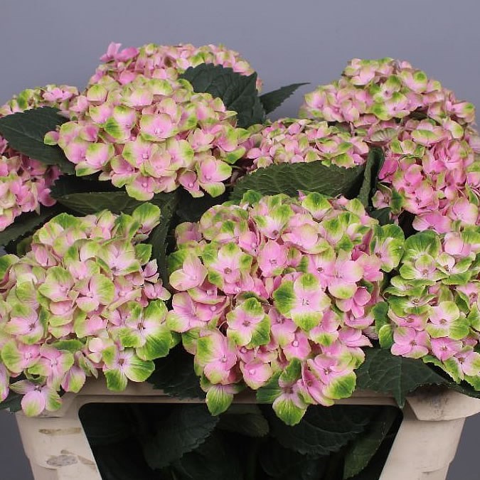 HYDRANGEA MAGICAL AMETHYST PINK 60cm Wholesale Dutch Flowers
