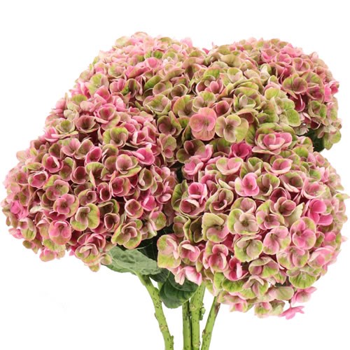 HYDRANGEA MAGICAL AMETHYST PINK CLASSIC