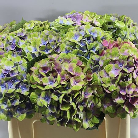 HYDRANGEA MAGICAL AMETHYST PURPLE