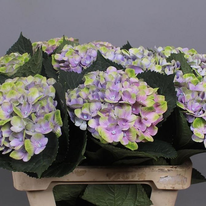 HYDRANGEA MAGICAL AMETHYST PURPLE