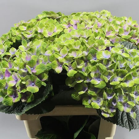 HYDRANGEA MAGICAL AMETHYST PURPLE