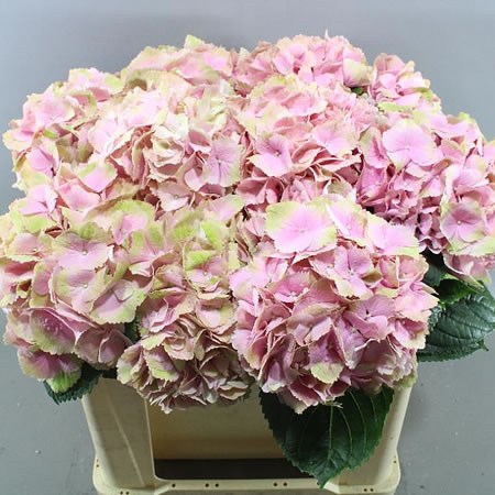 HYDRANGEA MAGICAL CANZONE
