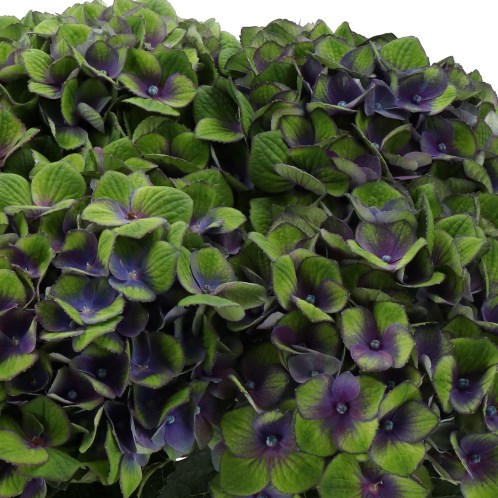 HYDRANGEA MAGICAL CHARLOTTE PURPLE/GREEN