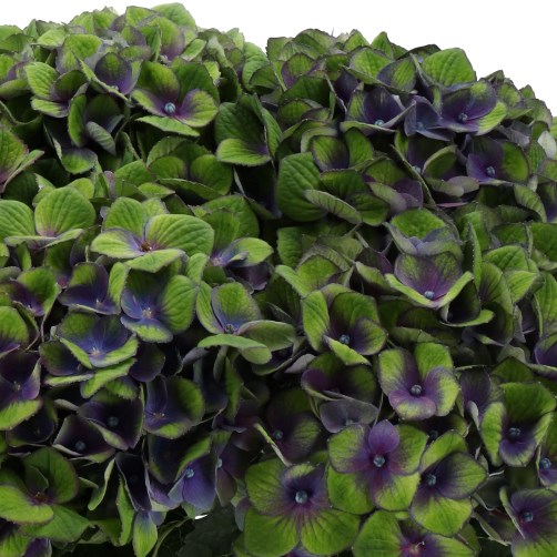 HYDRANGEA MAGICAL CHARLOTTE PURPLE/GREEN