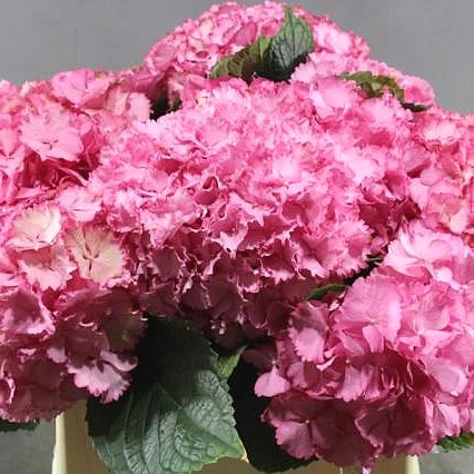 HYDRANGEA MAGICAL COLOR DREAM